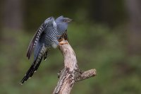Cuckoo