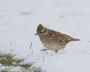 Woodlark