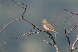 Tree pipit