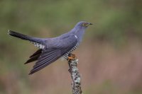 Cuckoo