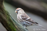 Mealey Redpoll