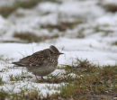Woodlark