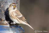Mealey Redpoll
