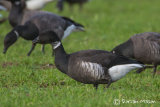 Black Brant