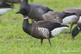 Black Brant