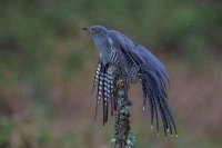 Cuckoo
