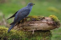Cuckoo