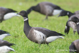 Black Brant