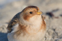 Snow Bunting
