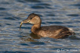 Little Grebe