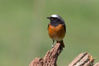 Common Redstart
