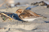 Snow Bunting