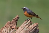 Common Redstart
