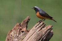 Common Redstart
