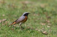 Common Redstart