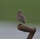 Black Redstart