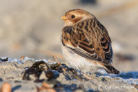Snow Bunting