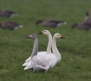 Bewick Swans