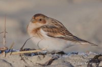 Snow Bunting