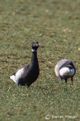 Black Brant