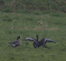 White fronted geese