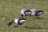 Black Brant