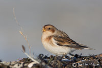 Snow Bunting