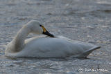 Bewick Swan