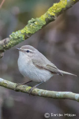Siberian Chiffchaff