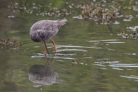 Spotted Redshank