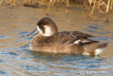 Southern Pochard