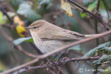 Siberian Chiffchaff