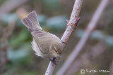Siberian Chiffchaff