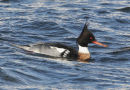 Red-breasted Merganser