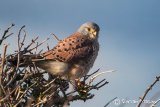 Kestrel