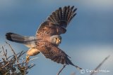 Kestrel