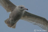 Glaucous Gull