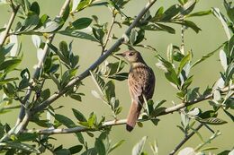 Grasshopper Warbler