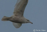 Glaucous Gull