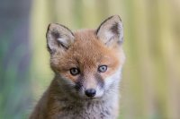 Fox Cub