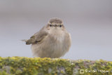 Siberian Chiffchaff