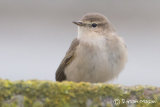 Siberian Chiffchaff