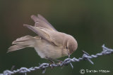 Siberian Chiffchaff