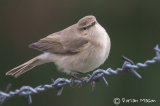 Siberian Chiffchaff