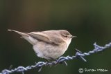 Siberian Chiffchaff