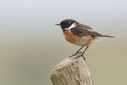 Stonechat