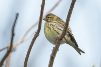 Serin