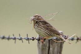 Corn Bunting