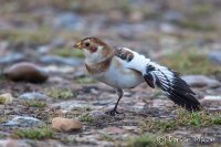 Snow Bunting