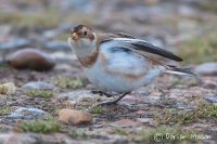 Snow Bunting